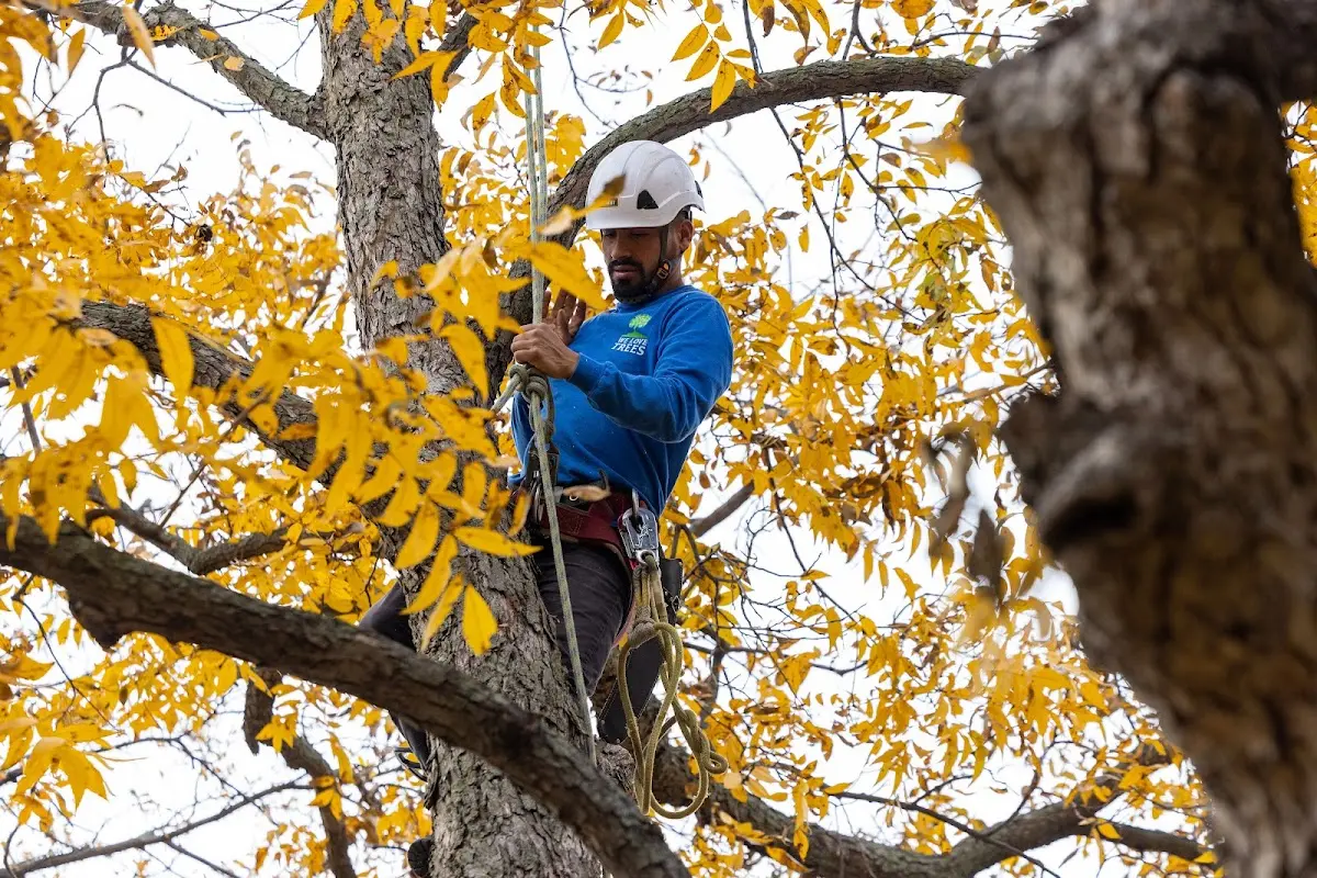 Skilled Tree Transplanting crew working in Greenville